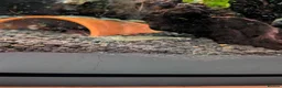 Other/Mixed Breed fish for sale: Tropical fish  - Advert 11