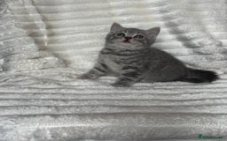 British Shorthair cats for sale: OUTSTANDING GCCF + HEALTH TESTED BSH + BLH KITTENS - Image 11