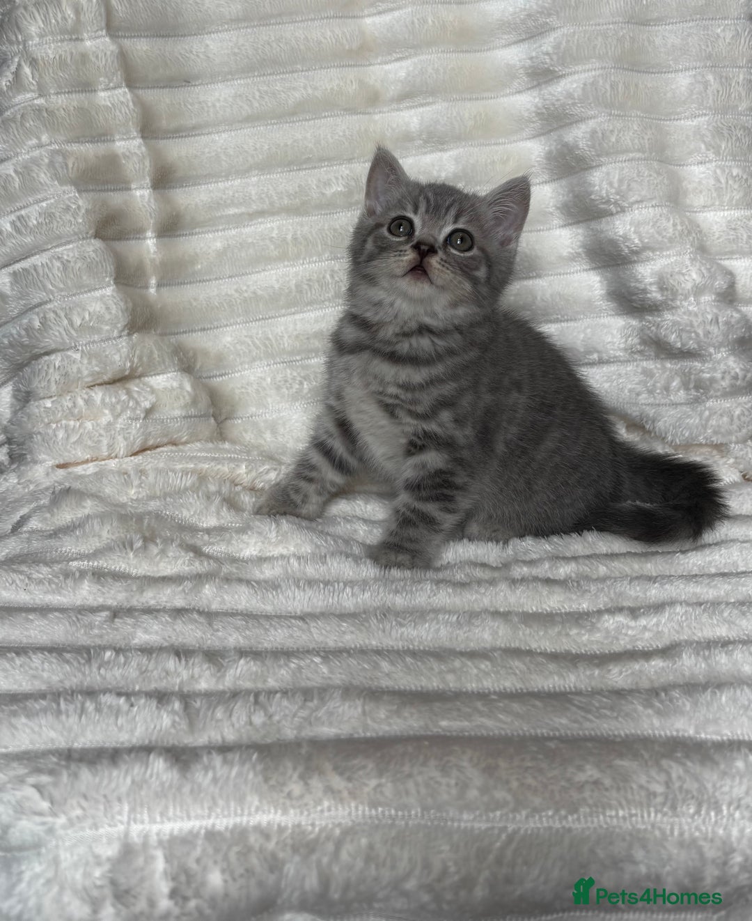 British Shorthair cats for sale: OUTSTANDING GCCF + HEALTH TESTED BSH + BLH KITTENS - Image 11