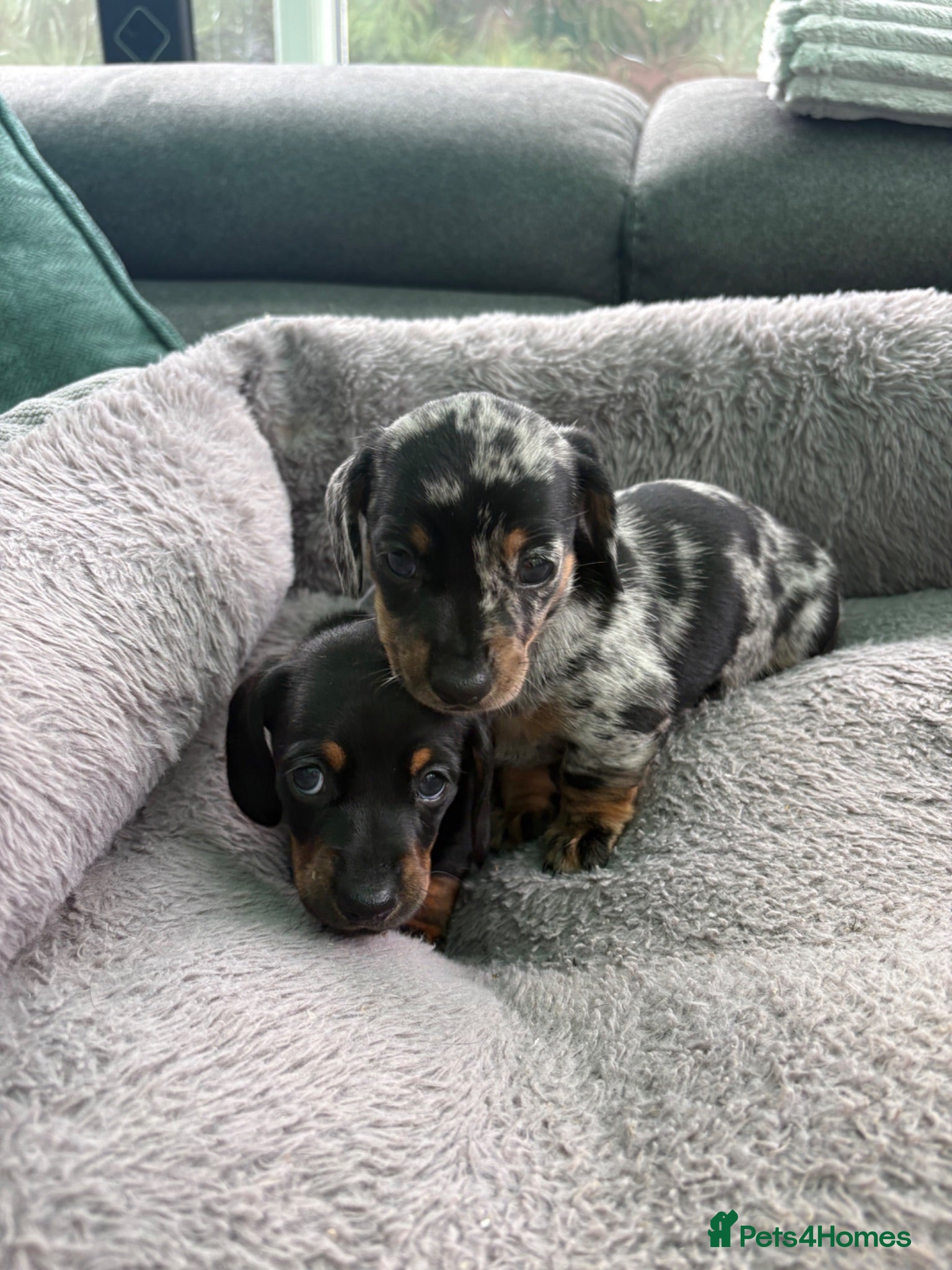 Miniature Dachshund dogs Miniature dachshund puppies -2 stunning girls left - Advert 1