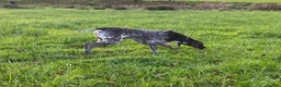 German Shorthaired Pointer dogs for stud: KC registered GSP for stud - Advert 6
