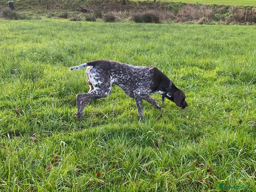 German Shorthaired Pointer dogs for stud: KC registered GSP for stud - Advert 6