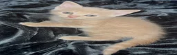 Mixed Breed cats for sale: Great selection of beautiful kittens - Advert 3