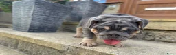 English Bulldog dogs for sale: English bulldogs blue tan fully suited boy & girl - Advert 13