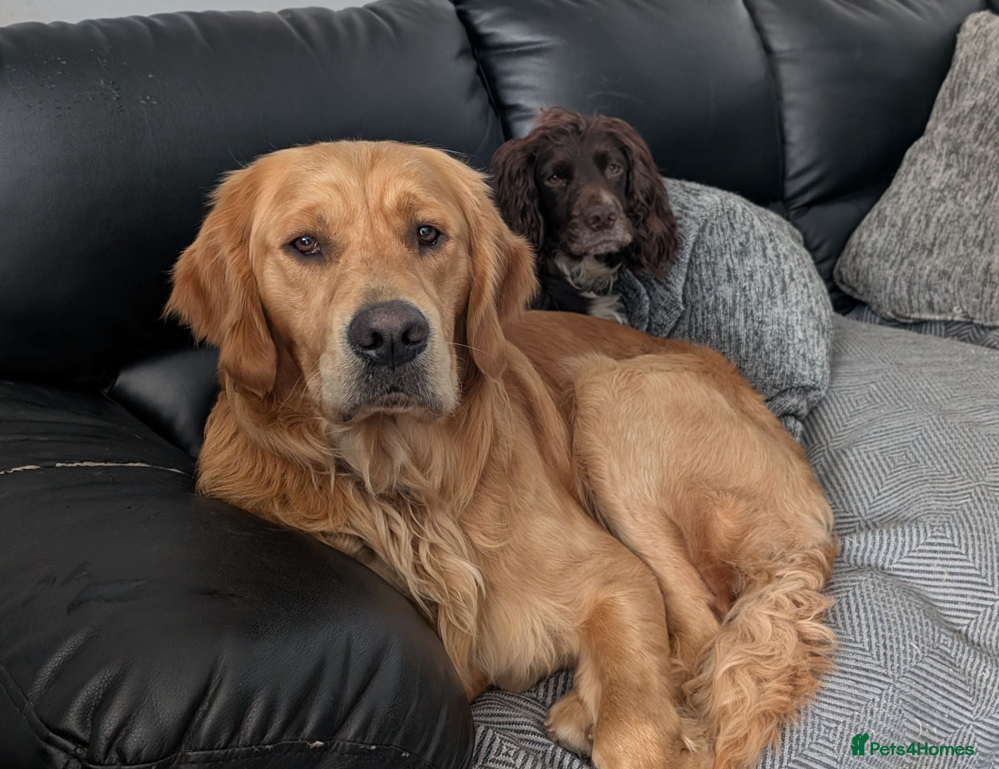Golden Retriever dogs KC (red) golden retriever  - Advert 1