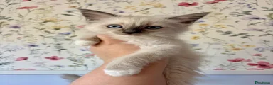 Ragdoll 2
