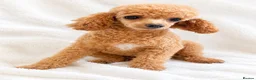 Toy Poodle dogs for sale: Gorgeous Red Toy Poodle girl - Advert 3