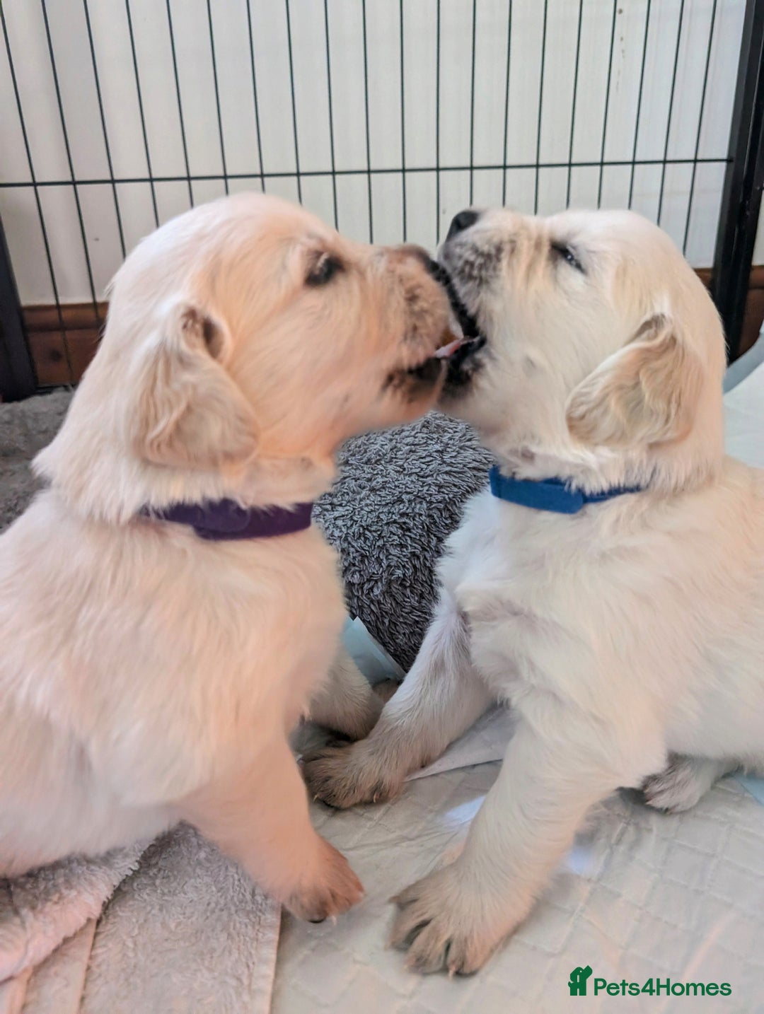 Golden Retriever dogs for sale:  KC Registered Golden Retriever Puppies.  - Image 26
