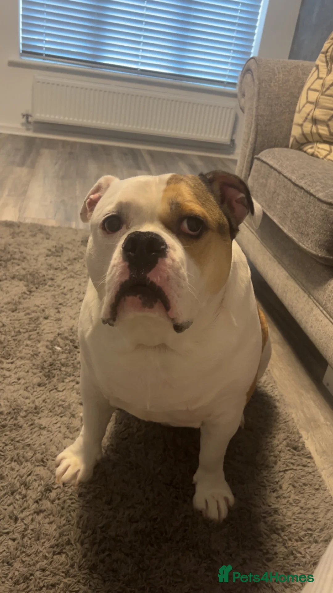 Mixed Breed dogs for sale: Olde English X American Bulldog  in Rotherham - Advert 2