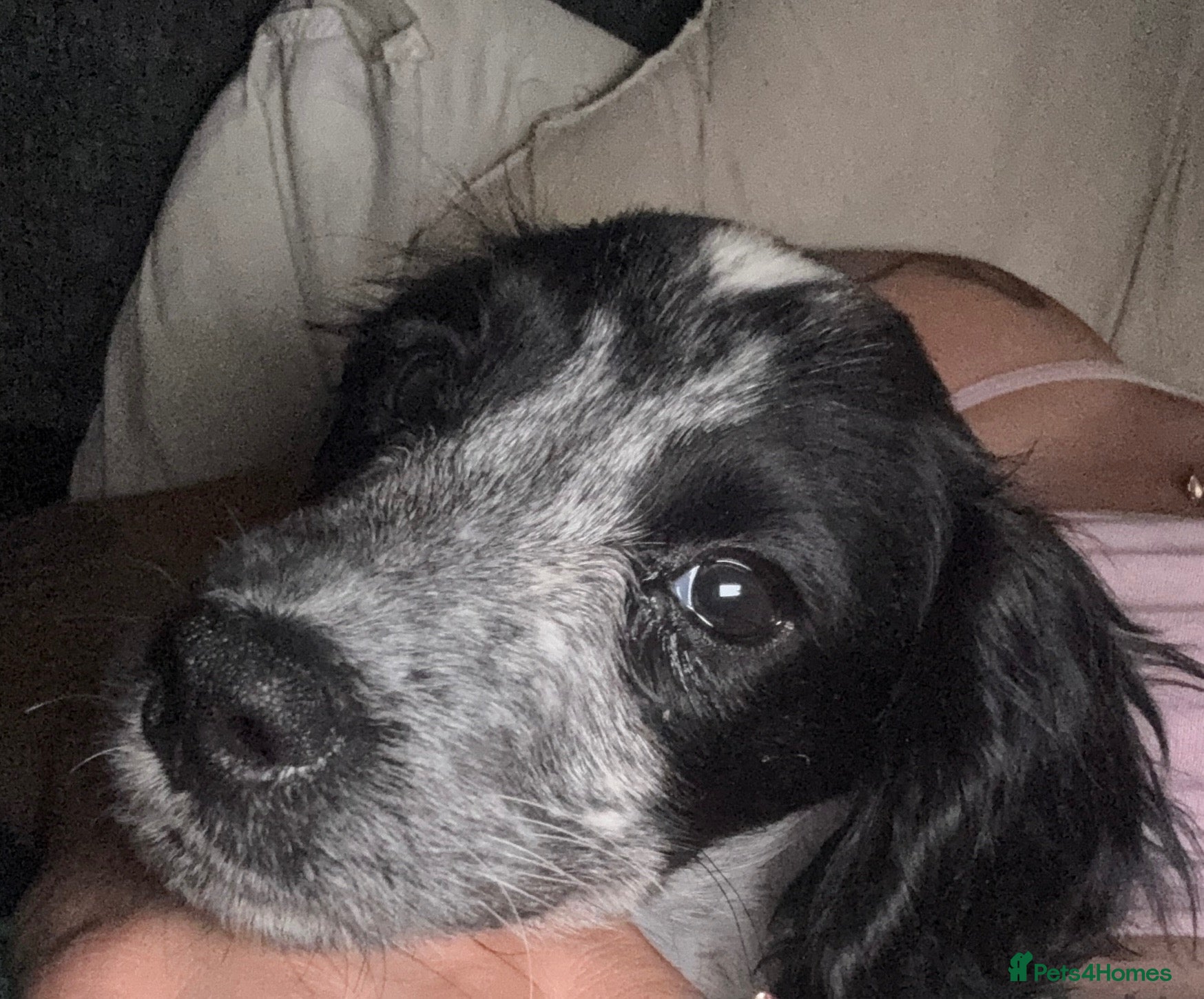 Cocker Spaniel dogs for sale: 5 month old Cocker Spaniel  - Advert 10