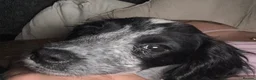 Cocker Spaniel dogs for sale: 5 month old Cocker Spaniel  in Washington - Advert 1
