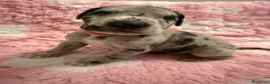 Great Dane Puppy 4
