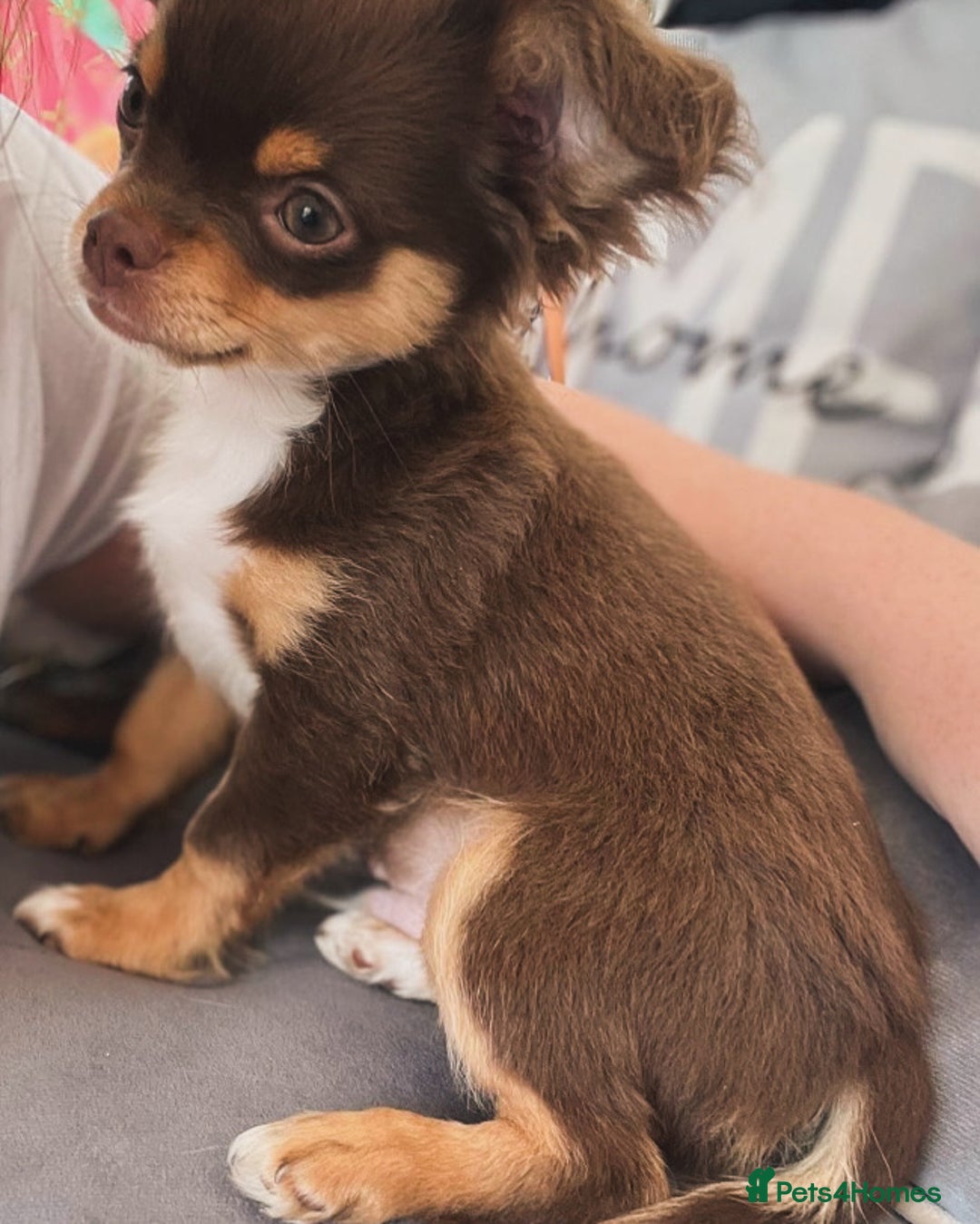 Chihuahua dogs for stud: My handsome boy for stud russian import in Durham - Advert 6