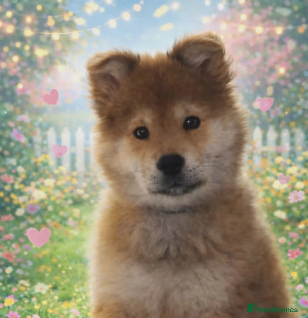 Chow Chow dogs for sale: Chow chow puppy for sale in South Shields - Advert 1