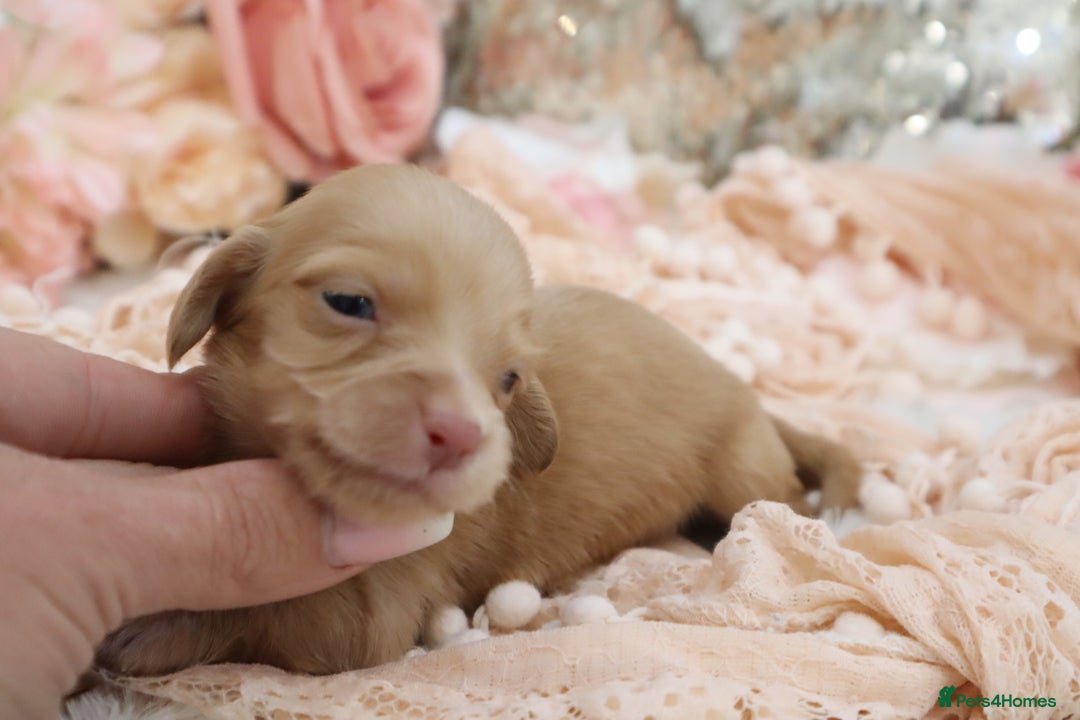 Miniature Dachshund dogs for sale: KC Longhair Miniature Dachshund Puppies - Image 15