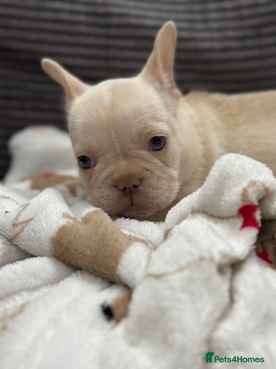French Bulldog dogs for sale: French bulldog puppies Ready Now! - Advert 30