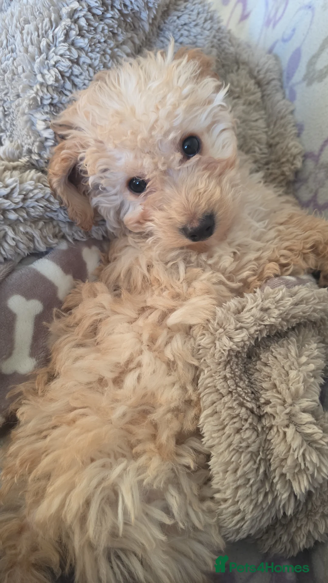 Cockapoo dogs for sale: 3 month old puppy - Advert 2