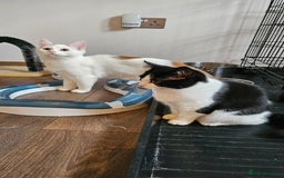 Selkirk Rex cats for sale: Adorable Selkirk Rex Kittens (Straight ) - Image 35