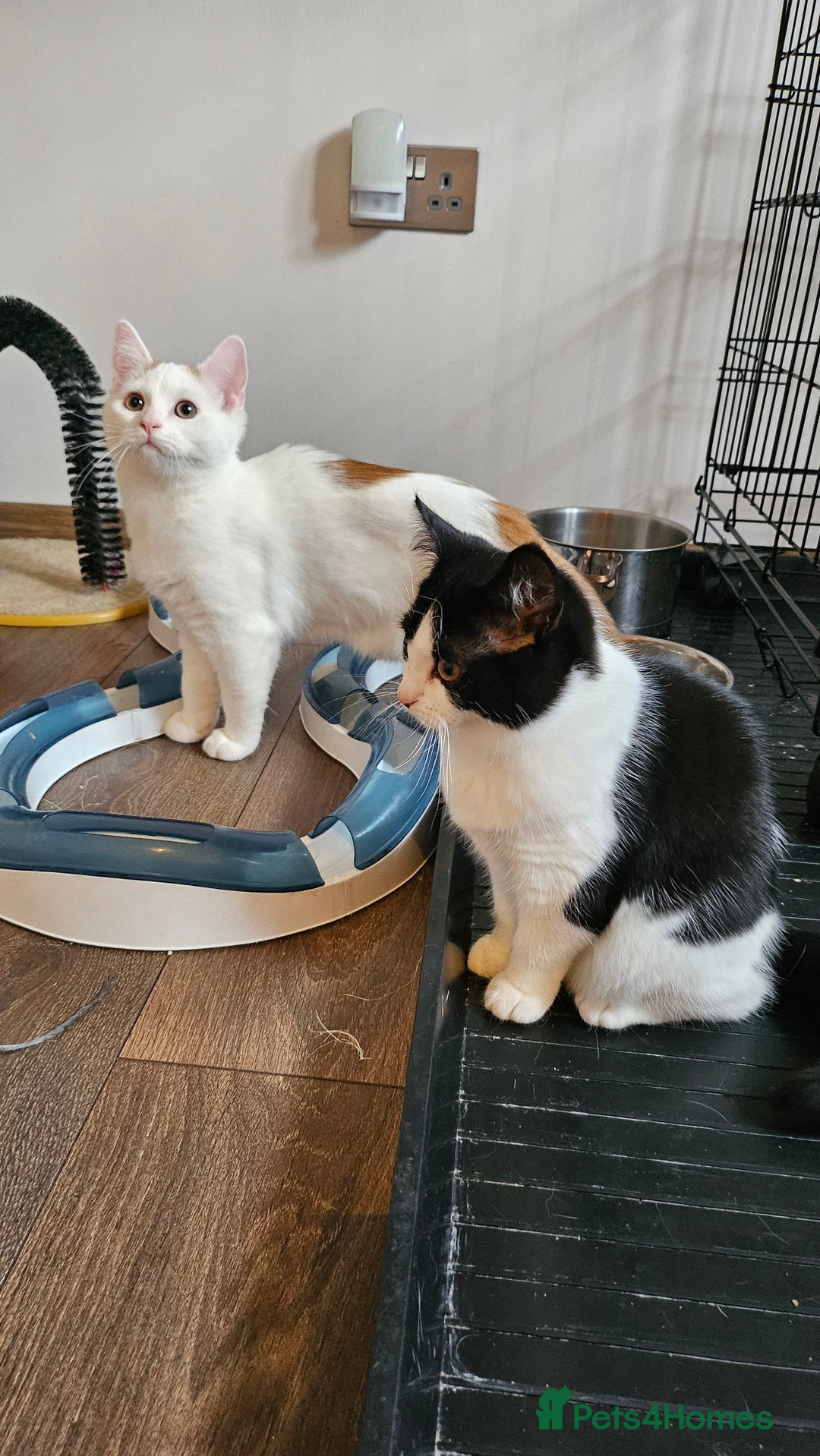 Selkirk Rex cats for sale: Adorable Selkirk Rex Kittens (Straight ) - Image 35