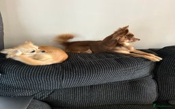 Chihuahua dogs for sale: 1 female 1 male Chihuahua  - Image 2