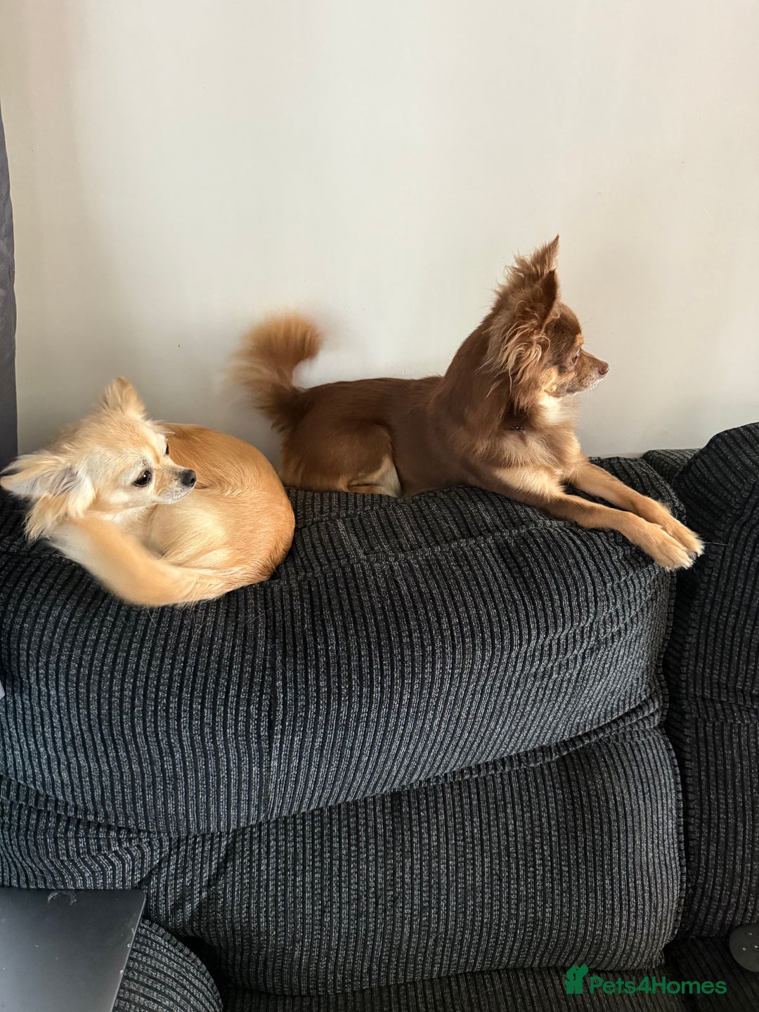 Chihuahua dogs for sale: 1 female 1 male Chihuahua  - Image 2