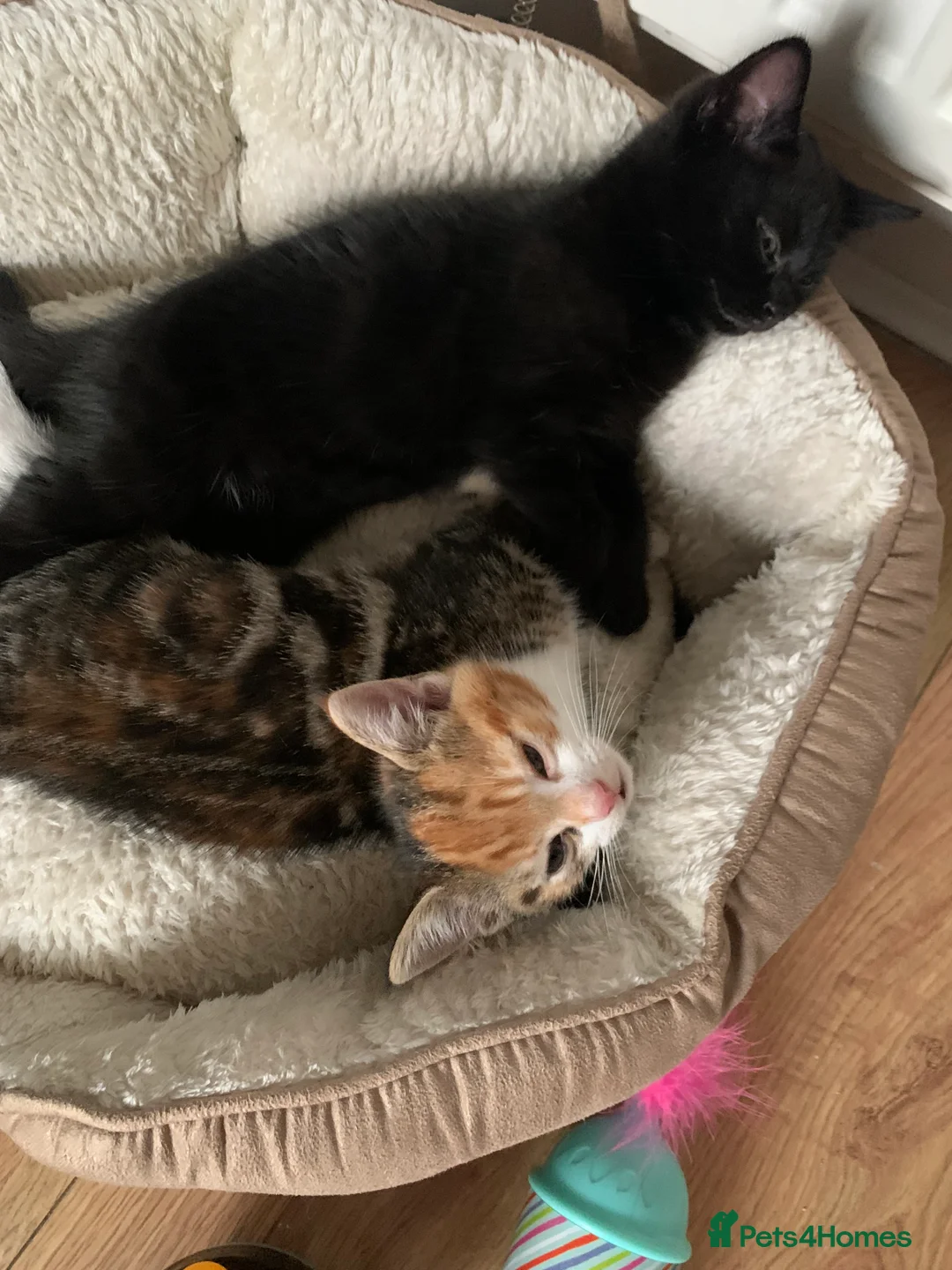 Mixed Breed cats for sale: Two beautiful tabby kittens - Advert 2