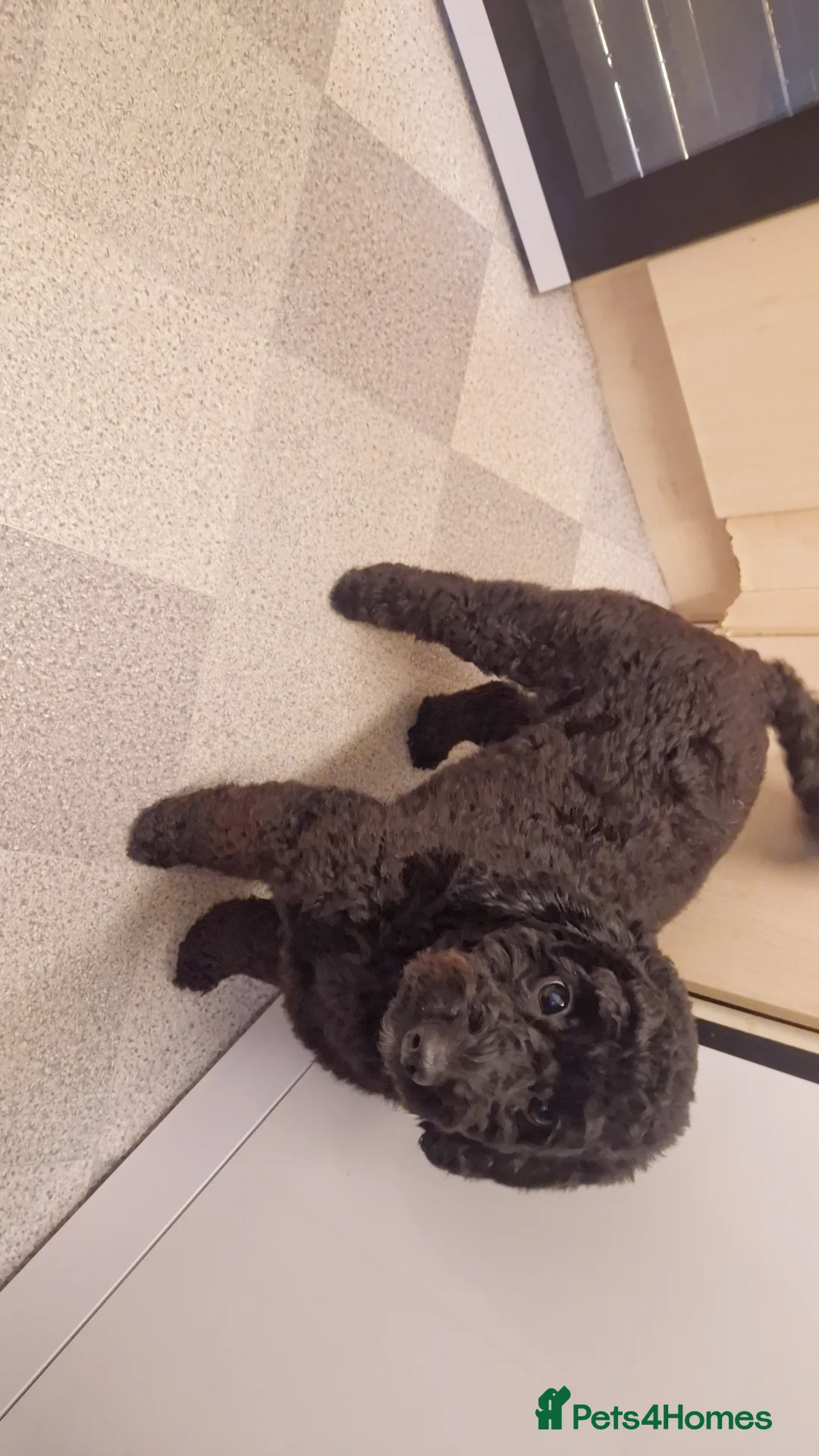 Cockapoo dogs for sale: Toy cockerpoos  - Advert 2