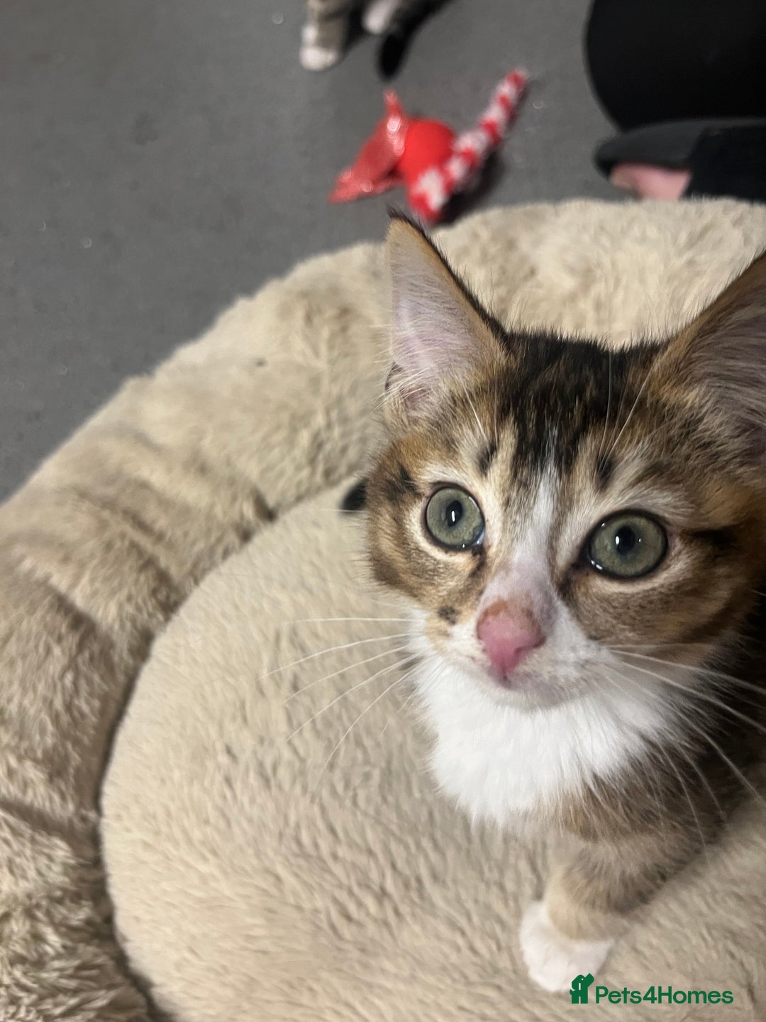 Siberian cats for sale: 🐾 Beautiful Siberian mixed green eyed boy Kitten - Advert 2