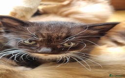 British Shorthair cats for sale: 4 Kittens ready to leave 25th August - Image 8