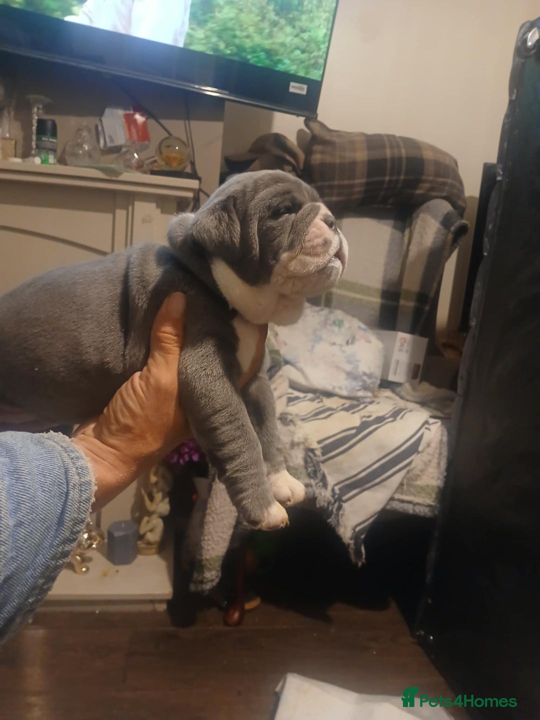 Olde English Bulldogge dogs for sale: Beautiful Litter OLDE ENGLISH BULLDOG  - Image 9