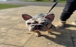 French Bulldog dogs for stud: Mixed Merle French Bulldog Stud - Image 4