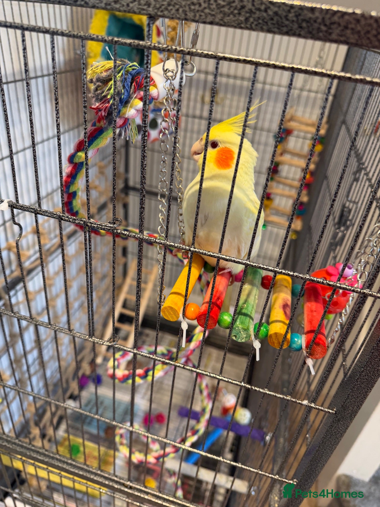 Cockatiels birds Hand-Reared Cockatiel with Full Setup – CR0 7UX - Advert 3