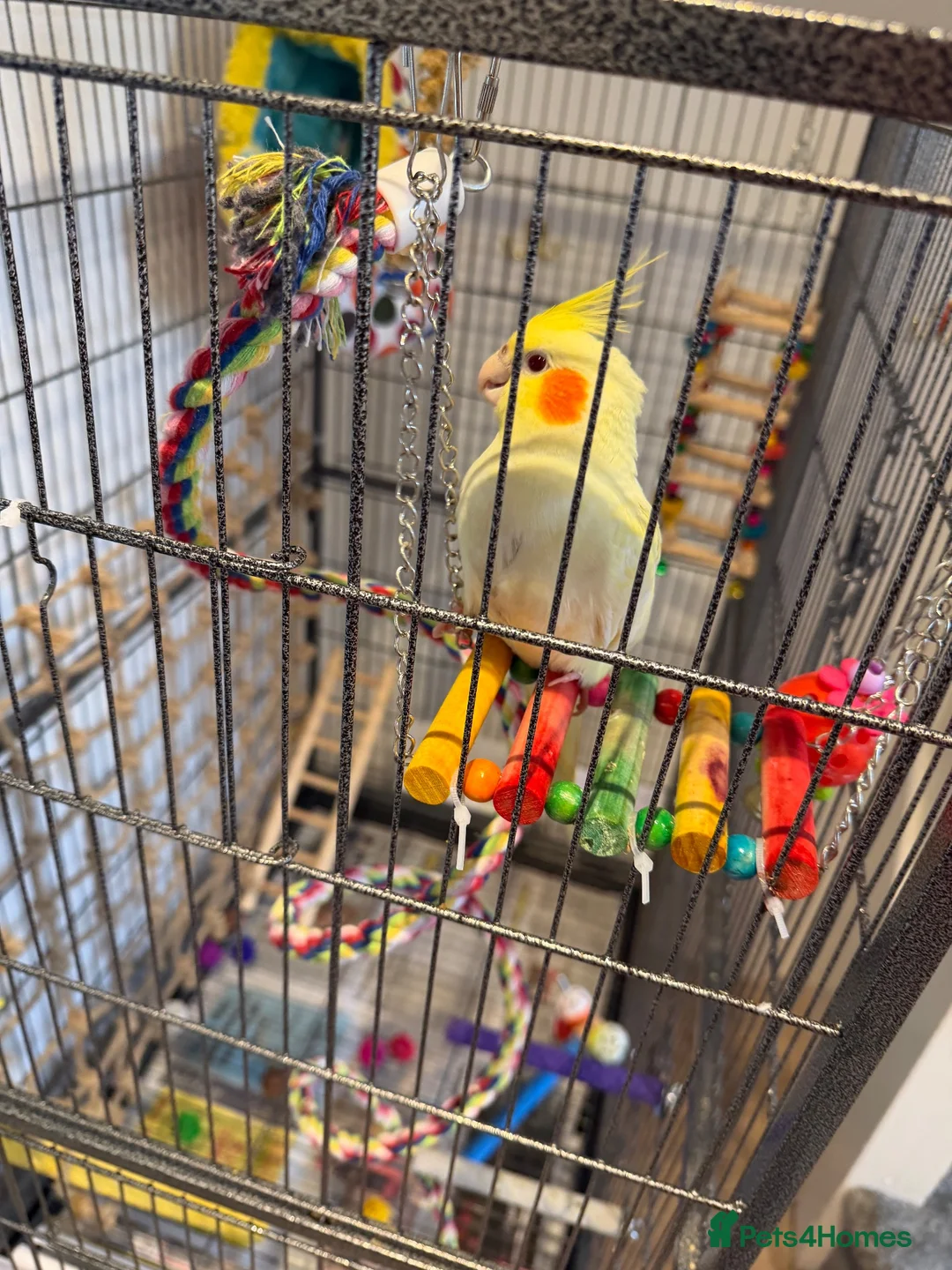 Cockatiels birds for sale: Hand-Reared Cockatiel with Full Setup – CR0 7UX - Advert 1