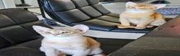 Abyssinian cats for sale: Abyssinian kittens - Advert 3