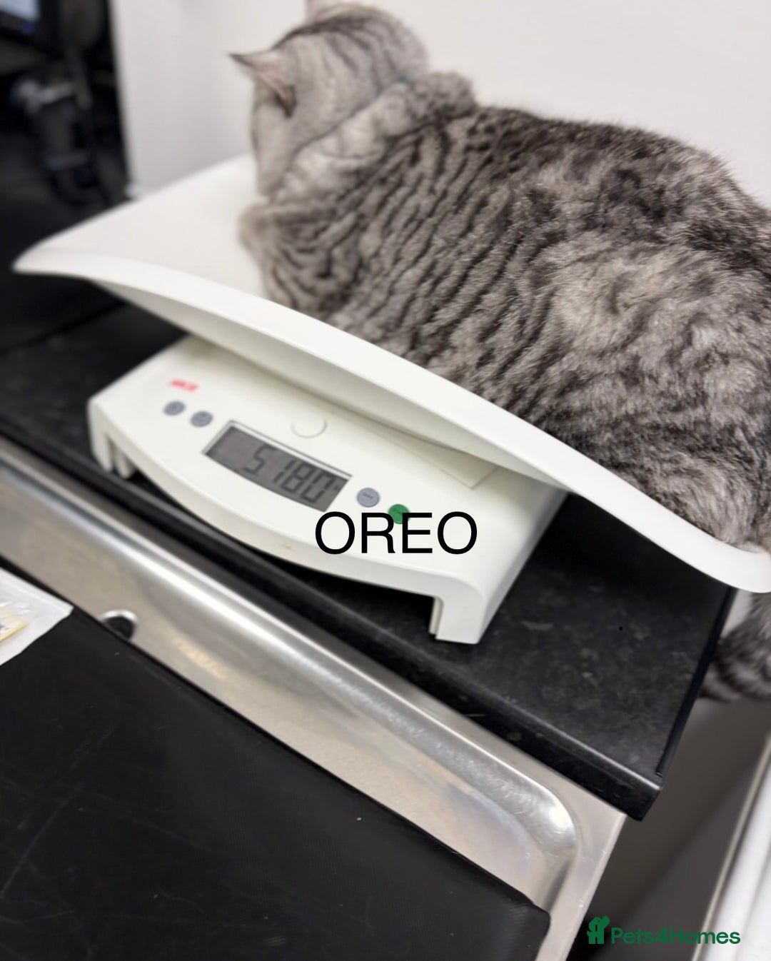 British Shorthair cats for sale: 3 Kittens•Full Pedigree•Champions bloodline•GCCF - Advert 28