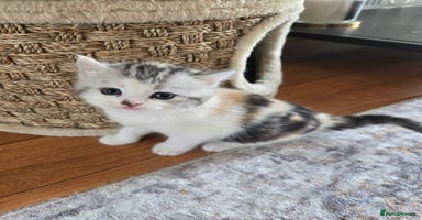 Persian cats - Advert 12