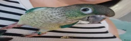 Conures birds for sale: Beautiful fully hand reared conures  - Advert 6