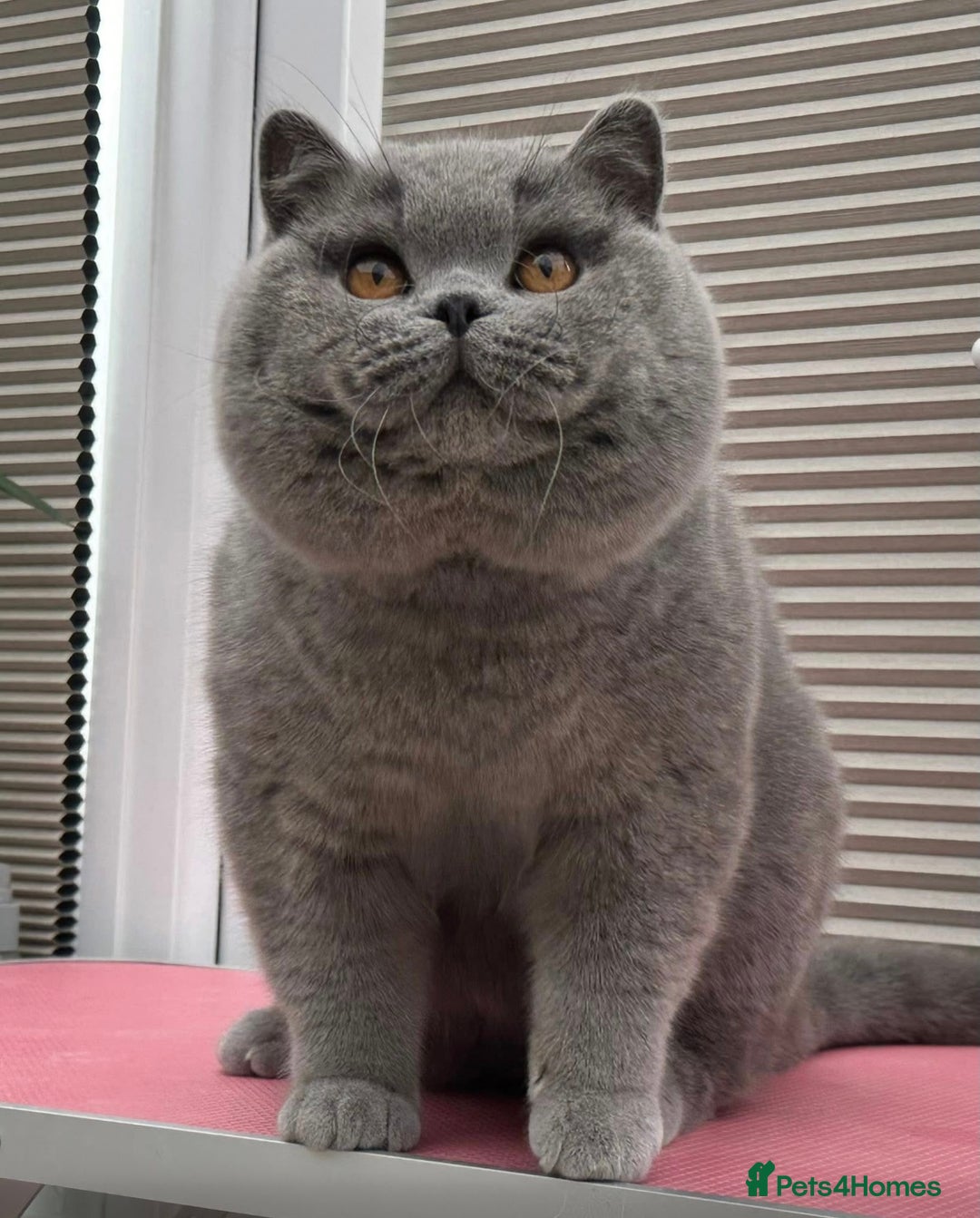 British Shorthair cats for sale: Gorgeous Quality British Kittens - Advert 19