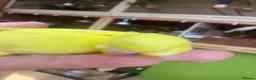 Budgerigars birds for sale: Baby budgies weeks old  - Advert 3