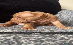American Bully dogs for sale: Stunning pocket bullie’s  - Image 25