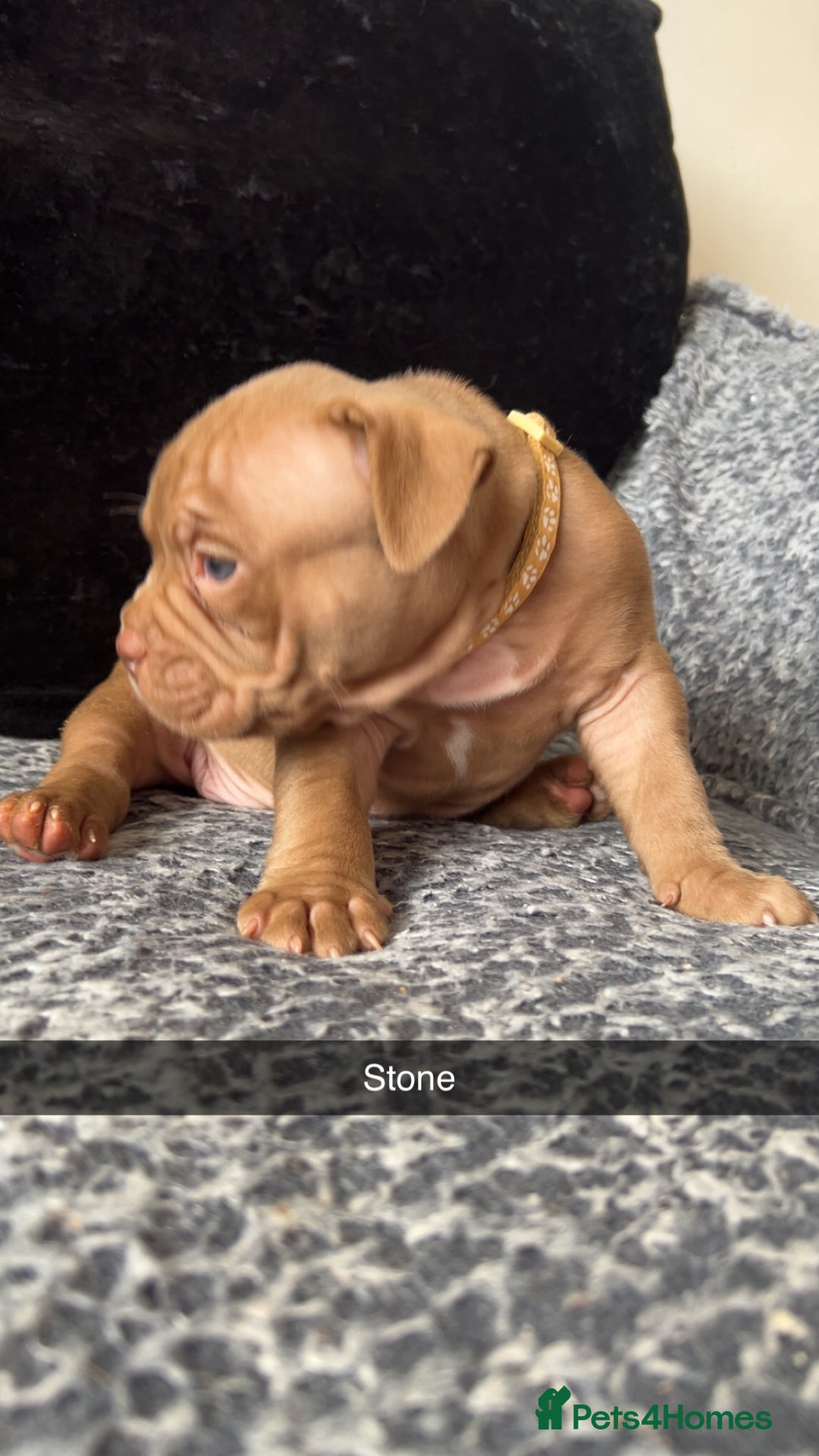 American Bully dogs for sale: Stunning pocket bullie’s  - Image 25