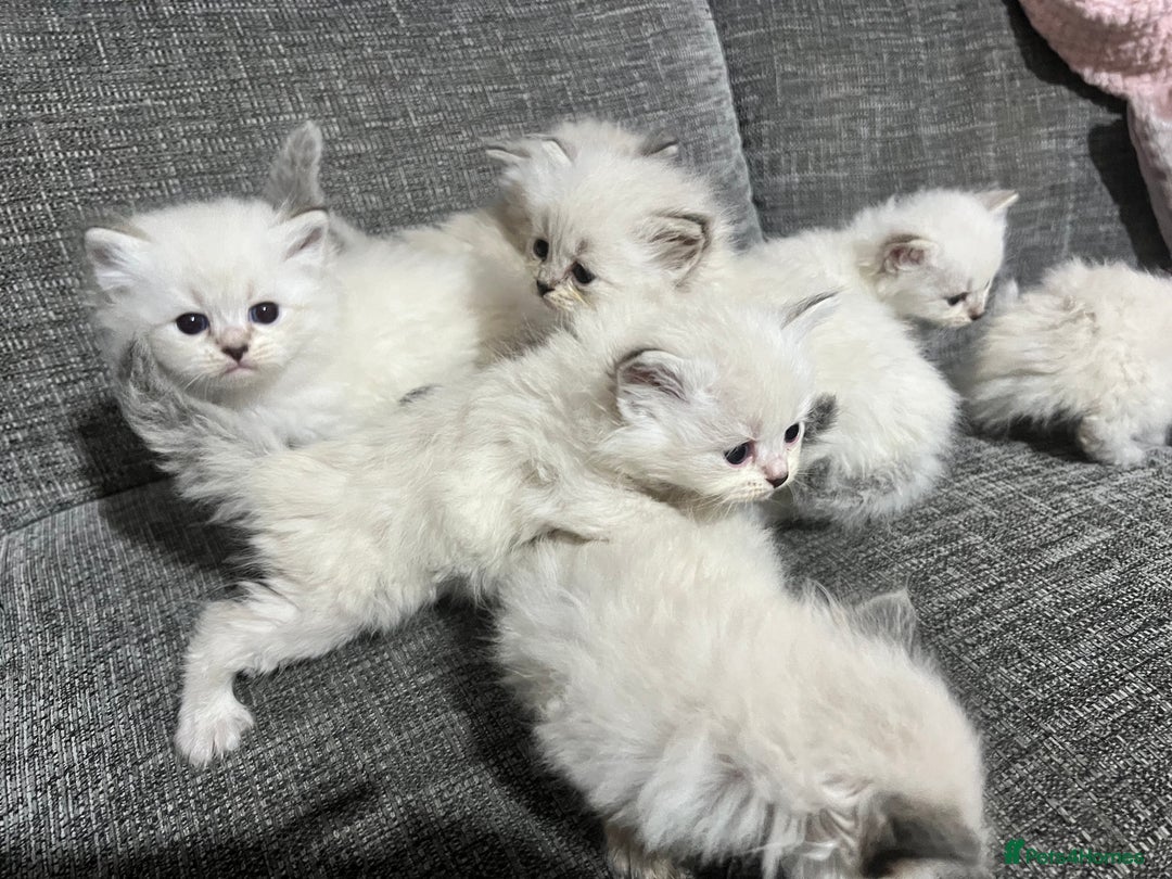 Siberian cats for sale: 💎💎GCCF Siberian Neva Masquerade Kittens💎💎 - Advert 9