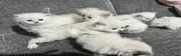 Siberian cats for sale: 💎💎GCCF Siberian Neva Masquerade Kittens💎💎 - Advert 18