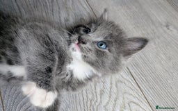Mixed Breed cats for sale: Blue russian female - Image 15