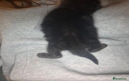 Bombay cats for sale: two black kittens  - Image 2
