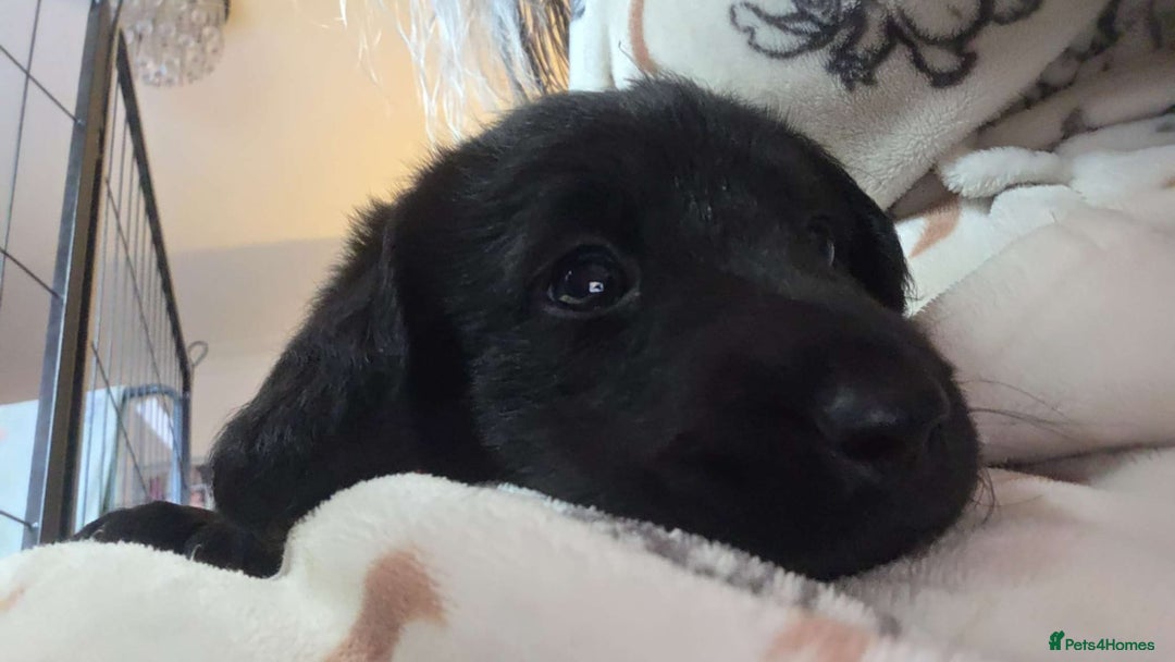 Labrador Retriever dogs for sale: Chunky pups ready now - Advert 24