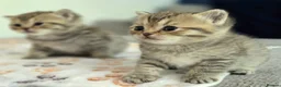 British Shorthair cats for sale: Gorgeous Golden Tabby ✨ British Shorthair Kitten ⭐ - Advert 3