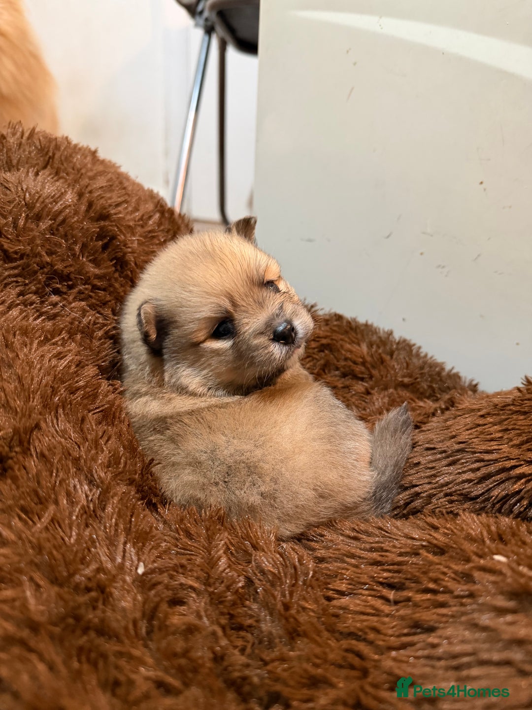 Pomeranian dogs for sale: EXTRA SMALL POMERANIAN PUPPIES  - Advert 12