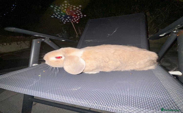 Mini Lop rabbits - Advert 1