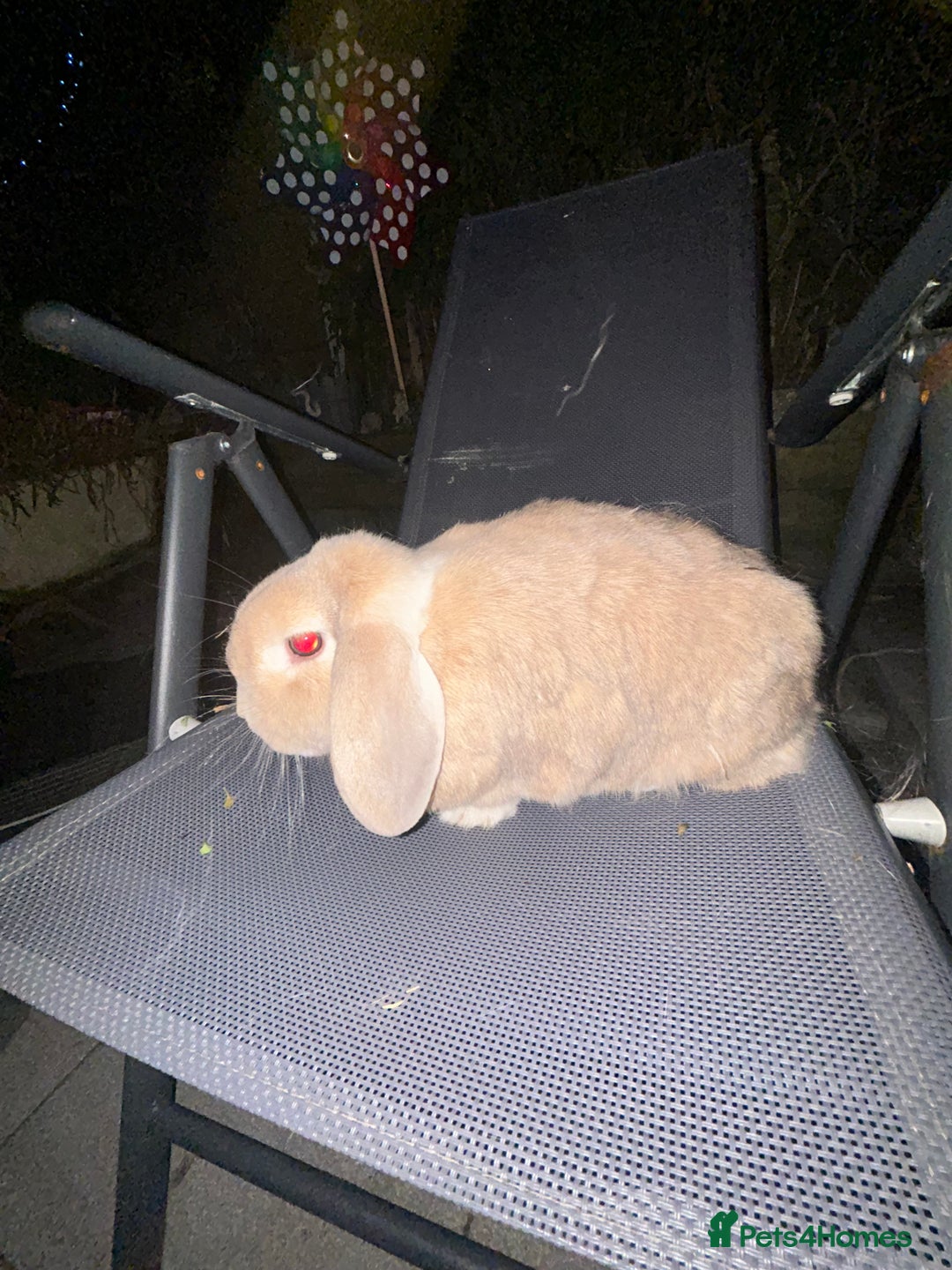 Mini Lop rabbits for sale: Mini lop male BROTHERS - Image 1